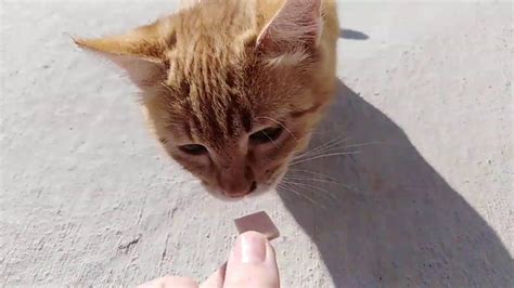 Taming Feral Cats Colony Kitten Taking Food From Hand Youtube