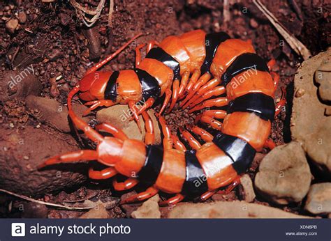 Orange And Black Centipede High Resolution Stock Photography And Images