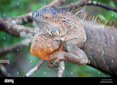 Iguana A Genus Of Herbivorous Lizards Derived From The Spanish Form Of The Original Taino Name