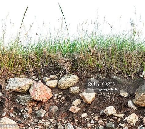 Grass Ground Level Photos And Premium High Res Pictures Getty Images
