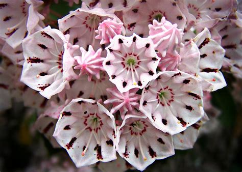 Pink Flowered Mountain Laurel Photograph By William Tanneberger