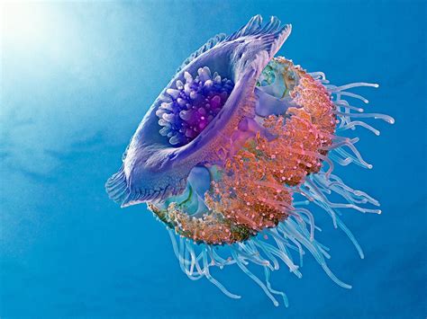 Crown Jellyfish Underwater Life Ocean Creatures Underwater Creatures