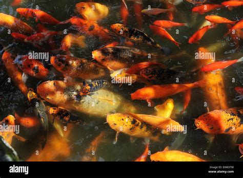 Beautiful Koi Fish Feeding In A Natural Pond Stock Photo Alamy