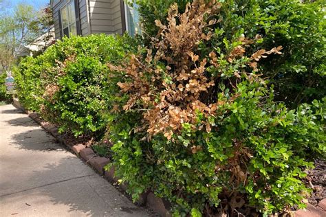 Are Your Boxwood Shrubs Turning Brown Heres What A Joco Expert Says