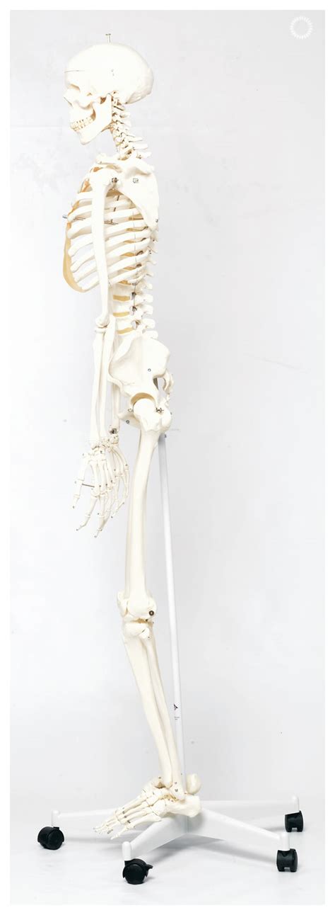 3b Scientific Adult Human Skeleton Includes 3b Smart Anatomy