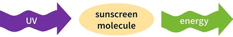 How Do Sunscreens Work The Science Lab Muffin Beauty Science