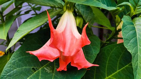 How To Grow And Care For Angels Trumpet