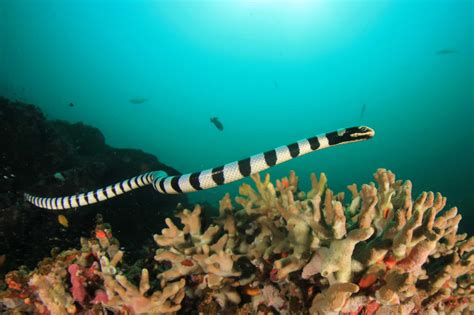 Sea Snake Vs Eel 5 Key Differences Explained A Z Animals
