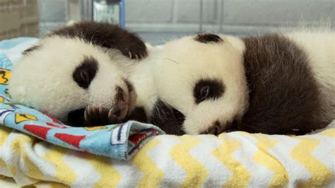 Newest Giant Panda At Atlanta Zoo Gives Birth To Twin Girls