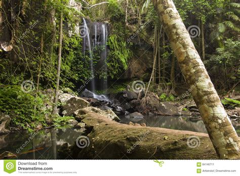 Curtis Falls Waterfall In Mount Tambourine Stock Image Image Of Rock