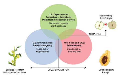 Early vs late to avoid coinciding with peak pest activity 2. Politics "Trumps" Science in the Regulation of Genetically ...