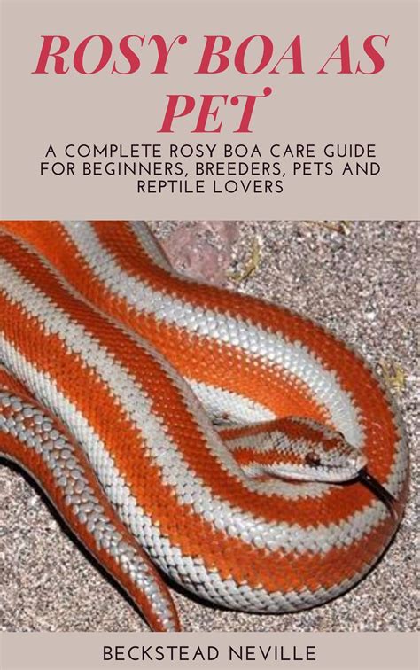 Rosy Boa As Pet A Complete Rosy Boa Care Guide For Beginners Breeders