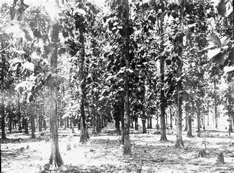 Indonesia Zaman Doeloe Berbagai Wajah Perkebunan Di Sekitar Tahun 1930 An