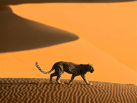 Assuming Thats In The Sahara Desert Animals Namib Desert Deserts