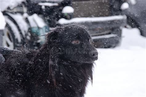 Black Fluffy Dog In The Snow Closeup Stock Image Image Of Background