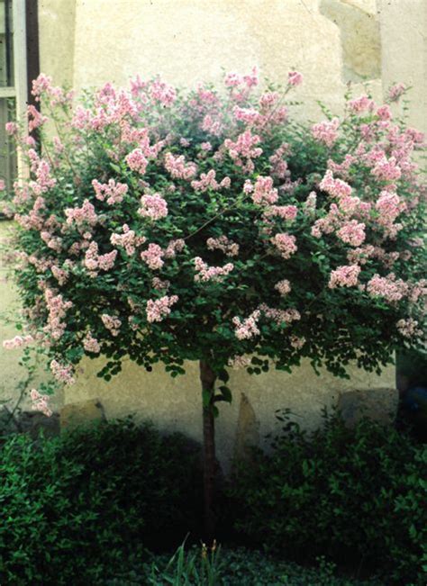 Specimens grow to 15 feet (4.6 m.) in height with a spread of 30 feet (9.1 m.). Dwarf Korean Lilac - Tree Form - Pahl's Market - Apple ...