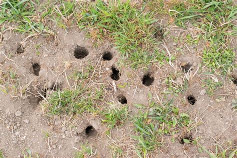 How To Identify Burrowing Animal Holes Nature Blog Network