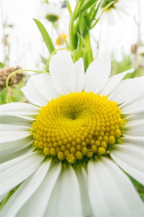 Free Stock Photo Of Daisy Field Flowers Flower