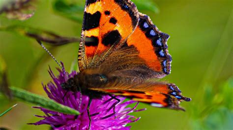 Brown and black butterfly flying above beautiful flowers. Wallpaper butterfly urticaria, butterfly, wings, cornflower hd, picture, image