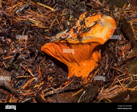 Lobster Mushroom Hypomyces Lactifluorum On The Forest Floor In Oregon