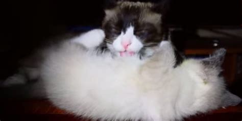Cat Licking Kitten Doesnt Know Its Own Strength Huffpost