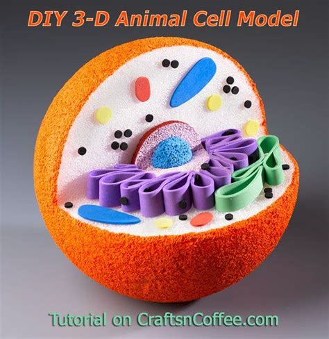 This science project animal cell model with labels helps students to learn about all parts of animal cell in detail. Awesome for science projects! How to DIY a 3-D Model of an ...