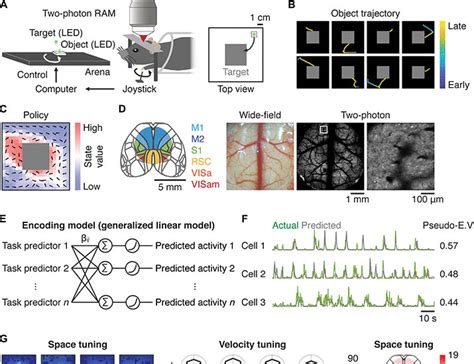 representation learning in the artificial and biological neural networks underlying sensorimotor