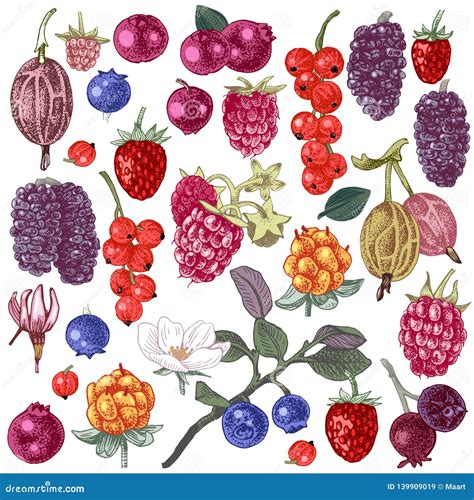 Set Of Hand Drawn Berries Stock Vector Illustration Of Cranberry