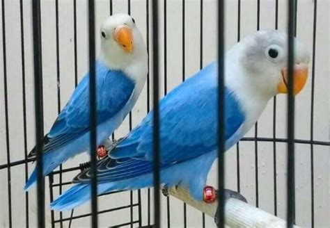 Sebab untuk menghasilkan lovebird jenis biola euwing ini butuh biaya mahal juga jadi ya tidak heran kalau harga jual anakannya juga masih lumayan mahal. HARGA ] 5+ Jenis Burung Lovebird Pasvio Lomba (Suara + Gambar)