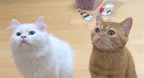 Menyiapkan segala keperluan hidup kucing. Cream Heroes Coco & Momo 모코모코 | Kucing, Kucing lucu, Lucu