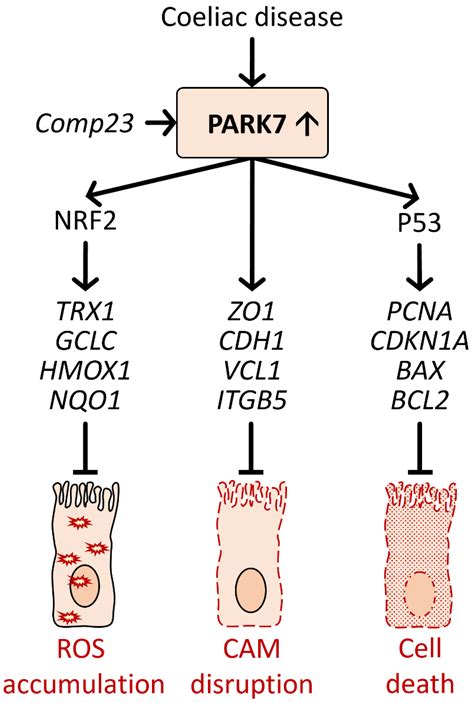 Ijms Free Full Text Park7dj 1 As A Therapeutic Target In Gut Brain