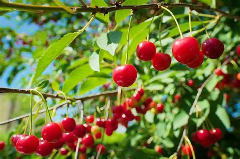 How To Grow A Cherry Tree The Complete Guide Minneopa Orchards