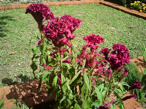 Lantas, apa sebenarnya makna dari katuranggan itu sendiri? Jom Tanam Bunga: Bila Ayam Jantan Mula Bersikat