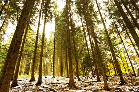 Winter Forest Free Stock Photo Public Domain Pictures