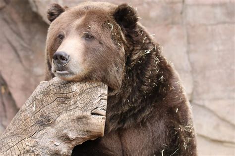 Grizzly Bear Denver Zoo