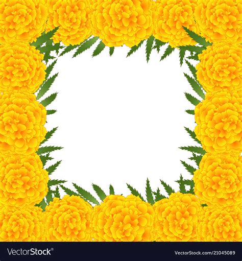 Marigold Flower Tagetes Border Royalty Free Vector Image