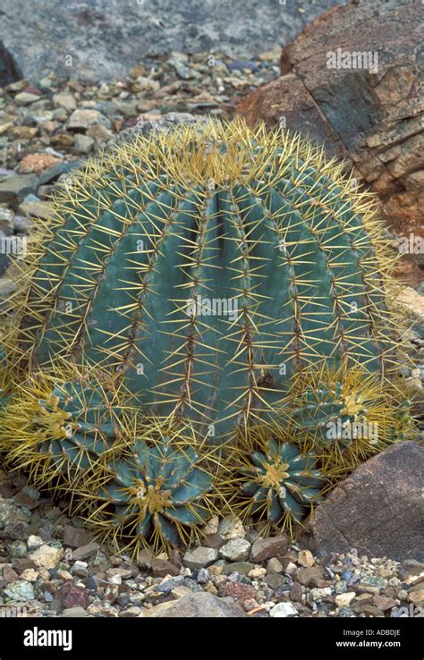 Blue Barrel Cactus Ferocactus Glaucescens Stock Photo Alamy