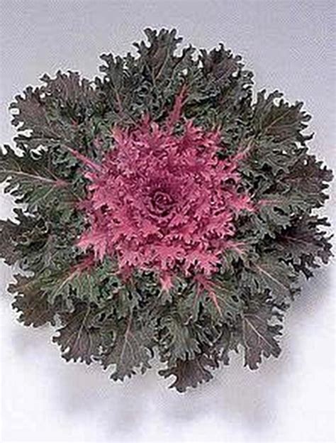 Flowering Kale Coral Queen Red Annual Seeds