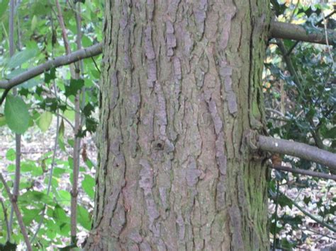 Western Hemlock Tree Guide Uk Western Hemlock Tree Identification