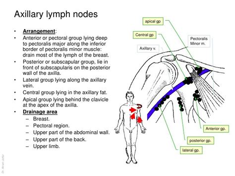 Pin On Lymphatic