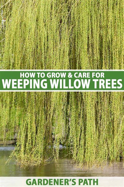 How To Grow And Care For Weeping Willows Gardener’s Path
