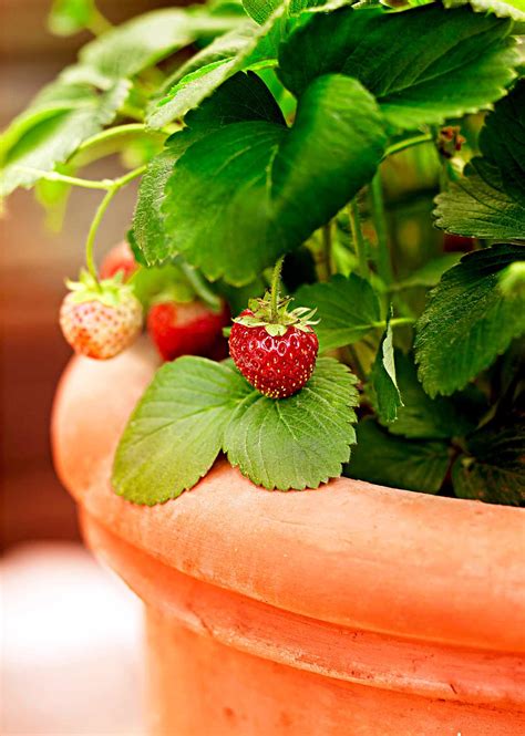 How To Grow Strawberries Better Homes And Gardens