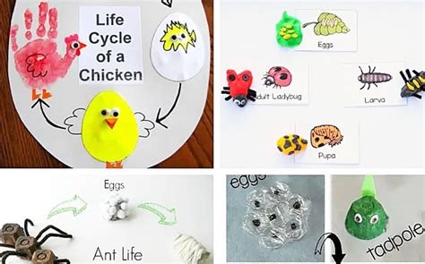 Must Try Life Cycle Activities For Kids
