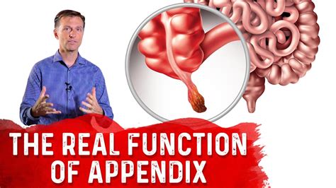 the real function of appendix dr berg youtube