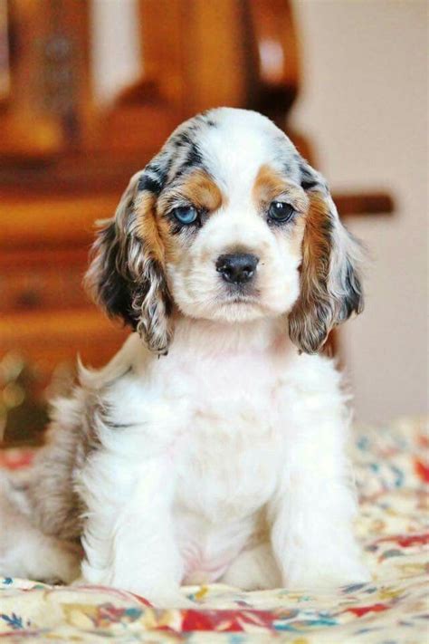 We did not find results for: Tri color cocker spaniel | Cute dog collars, Cocker ...