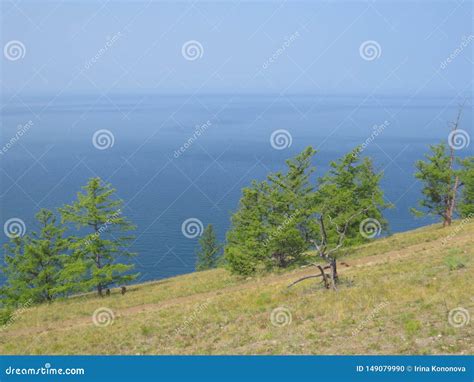 The Slope Of The Hill Rare Pine Trees View Of The Lake Landscape