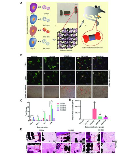 Overview Of Stem Cell Derived Exosomes For Bone Tissue Regeneration