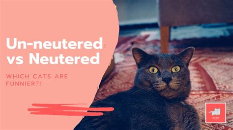Be sure to follow your veterinarian's instructions about giving the wormer and scheduling. What to Expect after Neutering your Cat? - Will they still ...
