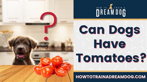 Can Dogs Have Tomatoes 10 Facts Vets Want Dog Owners To Know