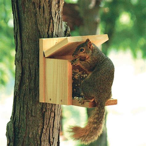 The copyright holder of it is biztree inc. Squirrel Munch Box Feeder, Quality Cedar Squirrel Feeders ...